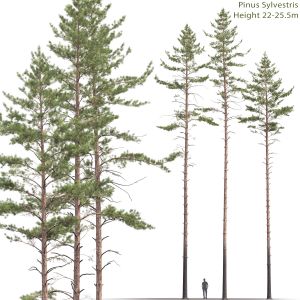 Pinus Sylvestris 11