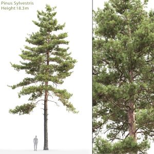 Pinus Sylvestris 16