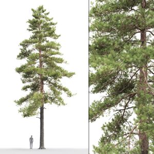 Pinus Sylvestris 17