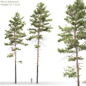 Pinus Sylvestris 19