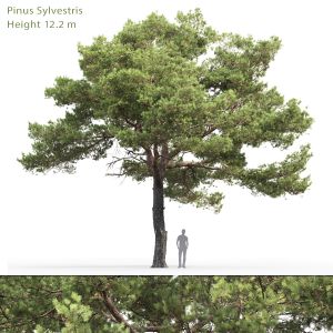 Pinus Sylvestris 20