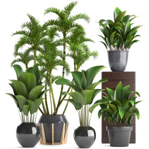 Collection Exotic Plants palm tree and bushes