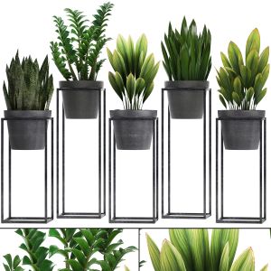 Collection Plants shelf with flowers, zamioculcas