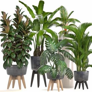 Collection Of Plants Monstera, Ficus, banana palm