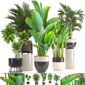 Collection Of Plants In Pots Strelitzia, palms