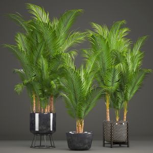 Collection Of Decorative Palms