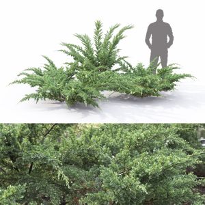 Juniperus Squamata Meyeri 01