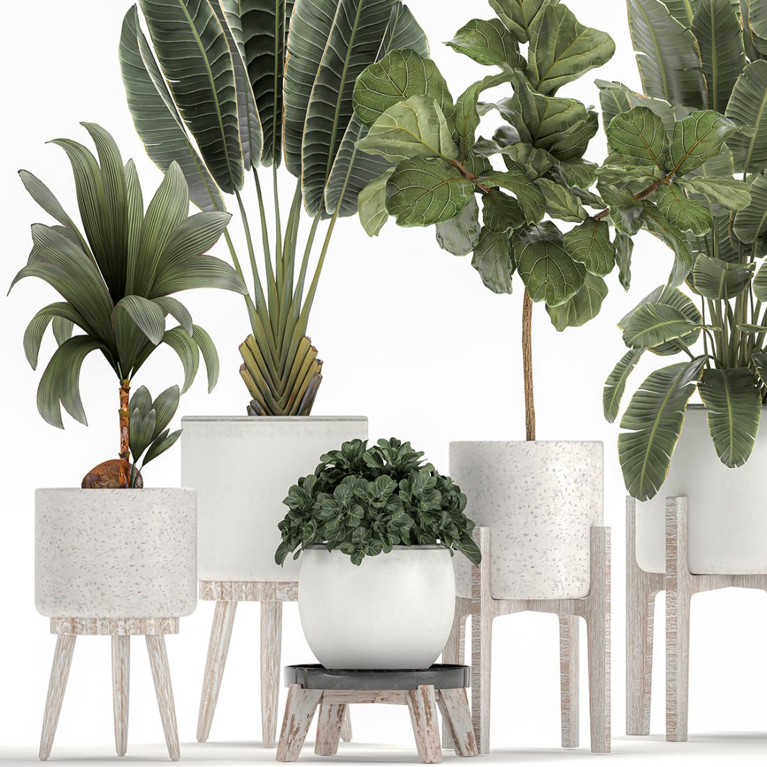 Plants In A White Flowerpot For The Interior 1091 - 3D Model for VRay