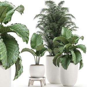Plants In A White Flowerpot For Decor And Interior