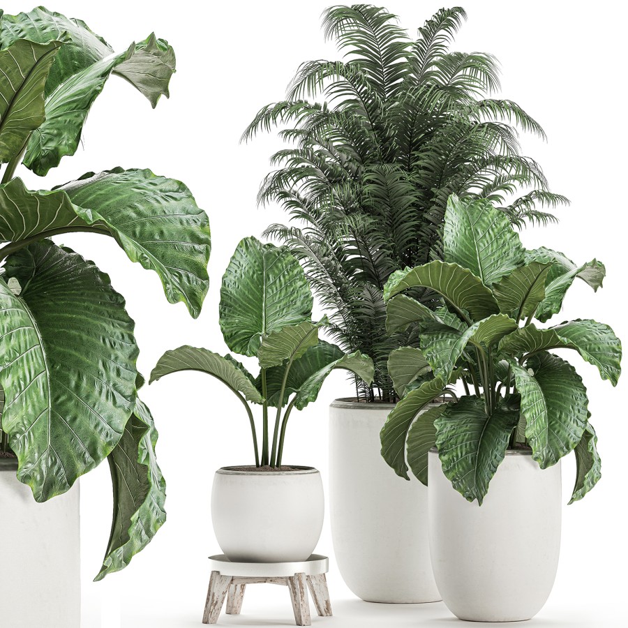 Plants In A White Flowerpot For Decor And Interior 3D Model for VRay ...