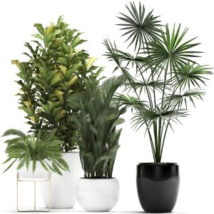Decorative Plants Trees In Pots For Home 423