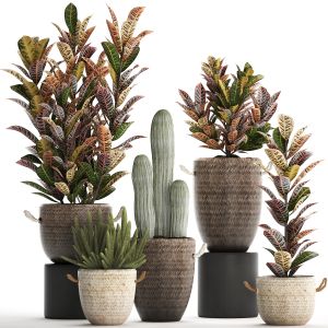 Collection Of Exotic Plants Croton 430
