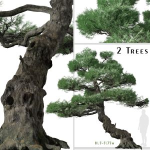 Set Of Japanese White Pine Tree (Pinus Parviflora)