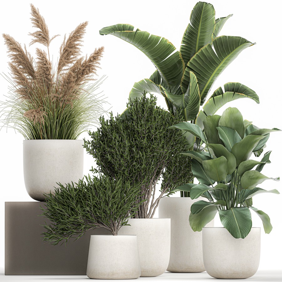 Plants In A White Flowerpot For The Interior 1095 - 3D Model for VRay