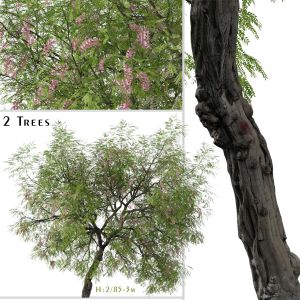 Set Of Robinia Hispida Tree ( Bristly Locust )