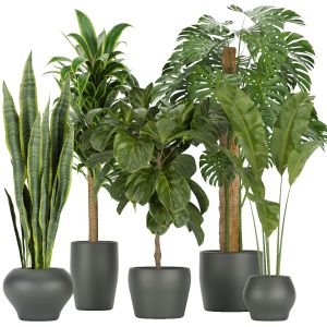 Collection Plant Vol 286 _ Indoor _ Leaf