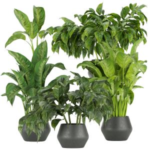 Collection Plant Vol 290 _ Indoor _ Leaf _ Aglaone