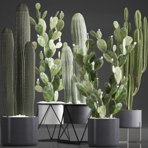 Collection Of Exotic Cactus Plants 376