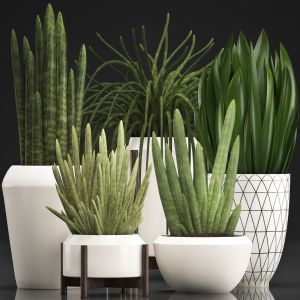 Collection Of Exotic Plants Sansevieria