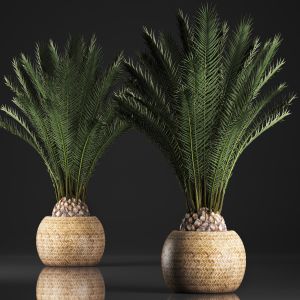 Decorative Palm Tree In A basket rattan Date Palm