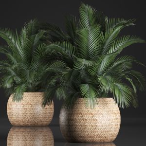 Decorative Palm Tree In A Pot