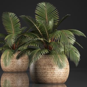 Decorative Palm Tree In The Basket