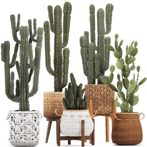Collection Of Exotic Cactus Plants 330