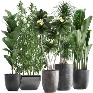 Collection Exotic Plants 311