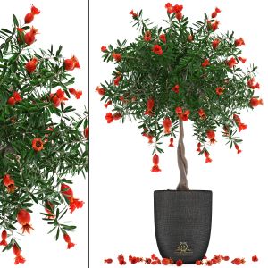 Pomegranate Tree With Fruit 274