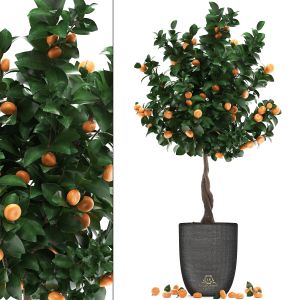 Mandarin Tree With Fruit 272