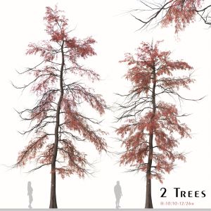 Set Of Metasequoia Glyptostroboides Tree (Redwood)