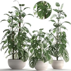 Collection Exotic Plants Monstera 262