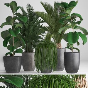 Collection Exotic Plants Ficus And Palm 259