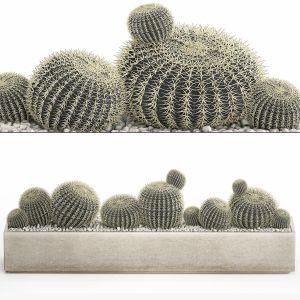 Barrel Cactus In A Concrete Flowerpot 1104