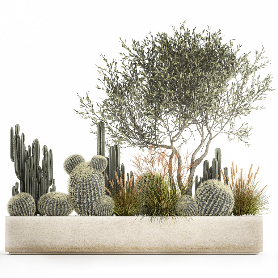 Cactus Set In A Flowerpot Landscaping Olive Tree 3D Model for VRay | CGMood