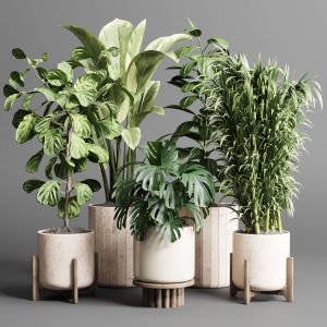 Indoor Plant Set 336 Wooden Vase Pot Bush Monstera