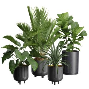 Indoor Plants Pack 38