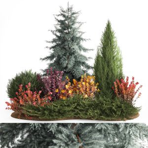 Garden Of Spruce Thuja Juniper And Barberry