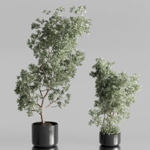 Oilve Trees Set Indoor Plant 342