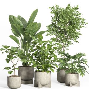 Indoor Plant Set 43-concrete Pot