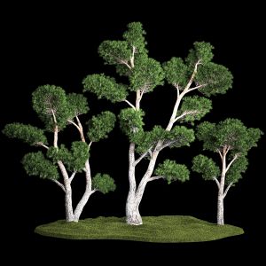 Decorative Trees Pine Topiary Niwaki