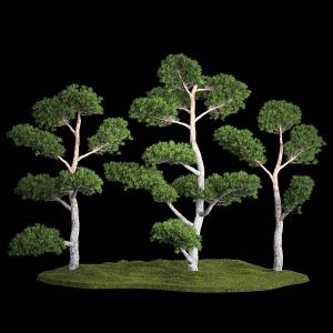 Decorative Trees Pine Topiary Niwaki