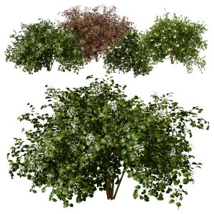 Cornus Racemosa Plants