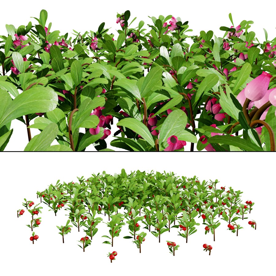 Arctostaphylos Massachusetts Hybrid Plants by hussein khalife