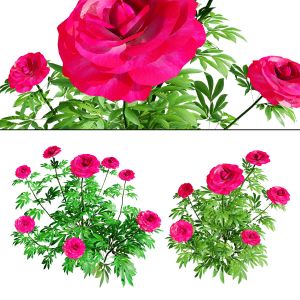 Karl Rosenfield Peony Flowers