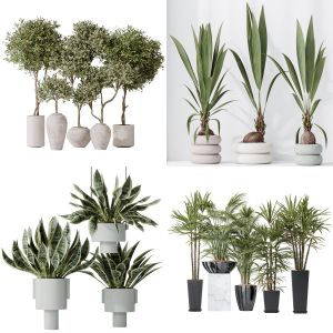 5 Different SETS of Plant Indoor. SET VOL138