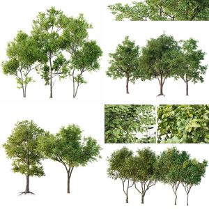 5 Different SETS of Plant Tree. SET VOL144