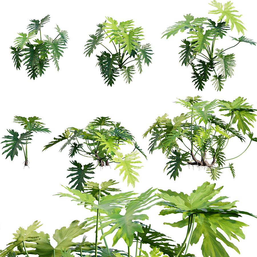 Philodendron Bipinnatifidum - Philodendron Selloum 3D Model for VRay,  Corona | CGMood