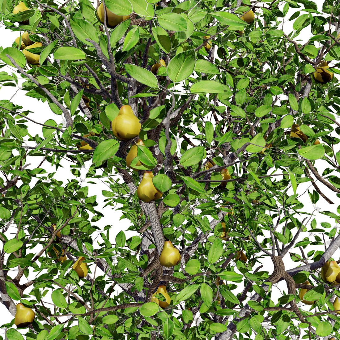 Pear Tree Model Realistic Pear Tree 3d Model - All Seasons 3D Model for VRay, Corona ...