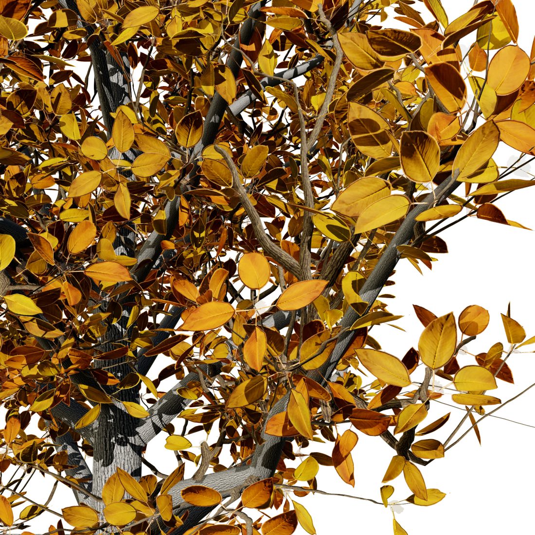 Realistic Pear Tree 3d Model - All Seasons 3D Model for VRay, Corona ...